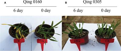 Integrated transcriptomic and metabolomic analyses of the molecular mechanisms of two highland barley genotypes with pyroxsulam responses